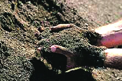 La falta de Zinc en los suelos, impacta en directo en la calidad