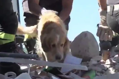 Video: rescatan vivo a un perro 10 días después del terremoto en Italia