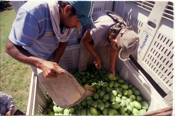 Contra el HLB se prioriza el aspecto técnico