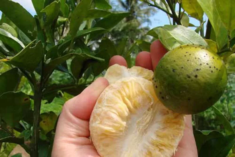 PELIGRO. La bacteria el HLB destruye a los frutos y a las plantas cítricas.  