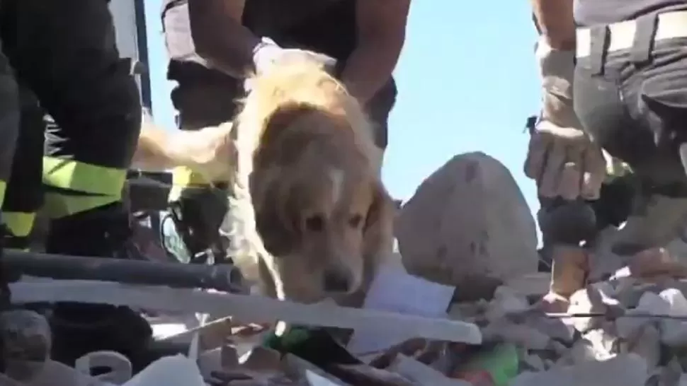 ROMEO. El golden fue rescatado por los bomberos, 10 días después del terremoto. CAPTURA DE VIDEO