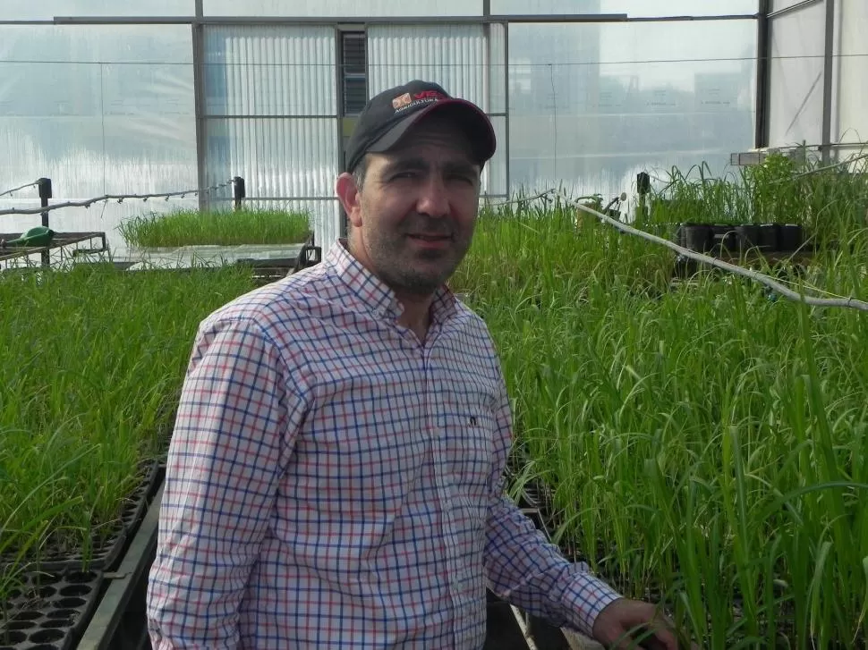 RESPALDO TÉCNICO. La producción de microplántulas que realiza la Eeaoc permite a los pequeños productores cañeros mejorar sus plantaciones. 