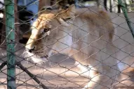 La leona Baguira fue trasladada a la reserva de San Pedro de Colalao