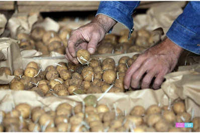 Debe asegurarse la sanidad de la semilla de papa