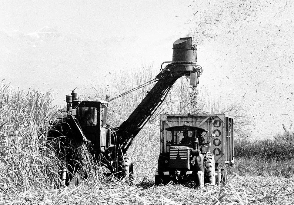 ANDANDO POR LOS SURCOS. El clima viene acompañando el desarrollo de la zafra, ya que permite trabajar sin contratiempos en los frentes de cosecha. 