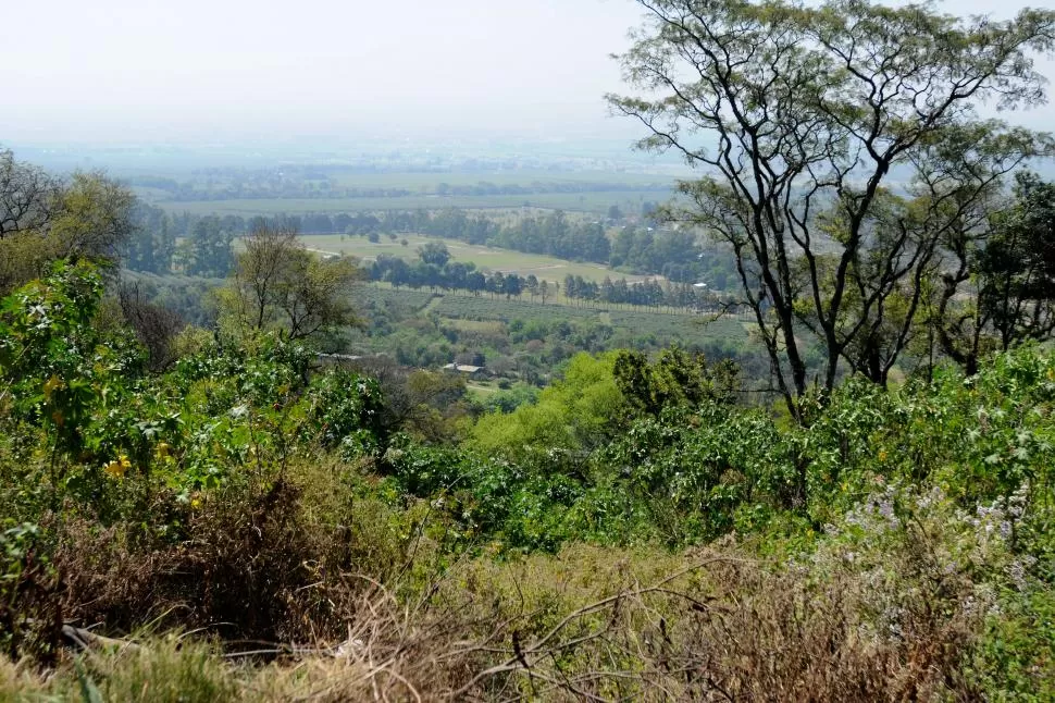 TESORO VERDE. La San Pablo T está montando en el suelo de Villa Nougués un área protegida.  Aseguran que será la primera universidad privada en tener una reserva en el país. la gaceta / foto de Analía Jaramillo