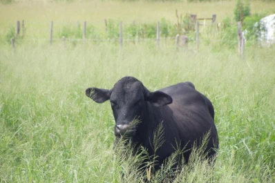 Ahora, con reglas claras, se puede producir
