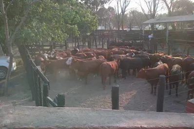 El “Programa Ganadero” es uno de  los platos fuertes de la Expo SRT 2016