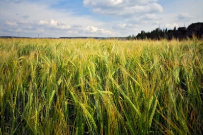Proyectan una buena campaña triguera