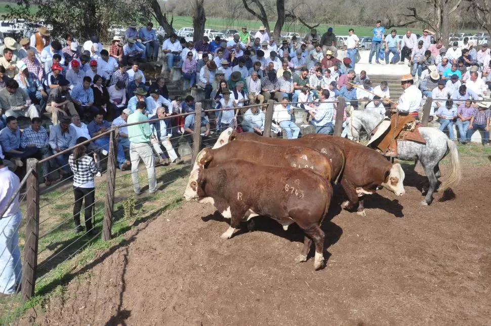 5 DE AGOSTO DE 2016. En la pista de La Asunción, los cabañeros adquirieron ejemplares adaptados a la región NOA, de genética de primera línea. 