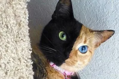 Las increíbles fotos que parecen falsas, pero son reales