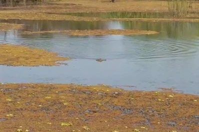 Un pescador tuvo un pique de yacaré en Termas de Río Hondo
