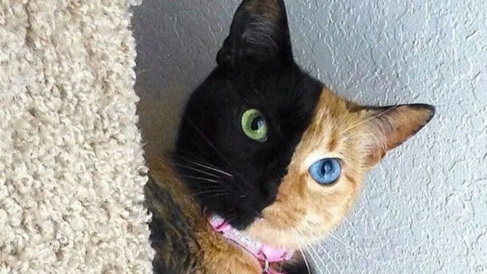 Fotos que parecen falsas pero son totalmente reales
