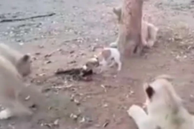 Un perrito se enfrentó a tres leones que querían quedarse con su comida