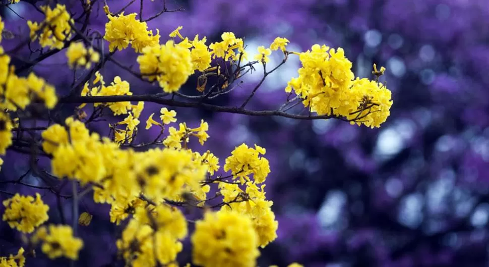 Técnicamente, la primavera comenzará mañana