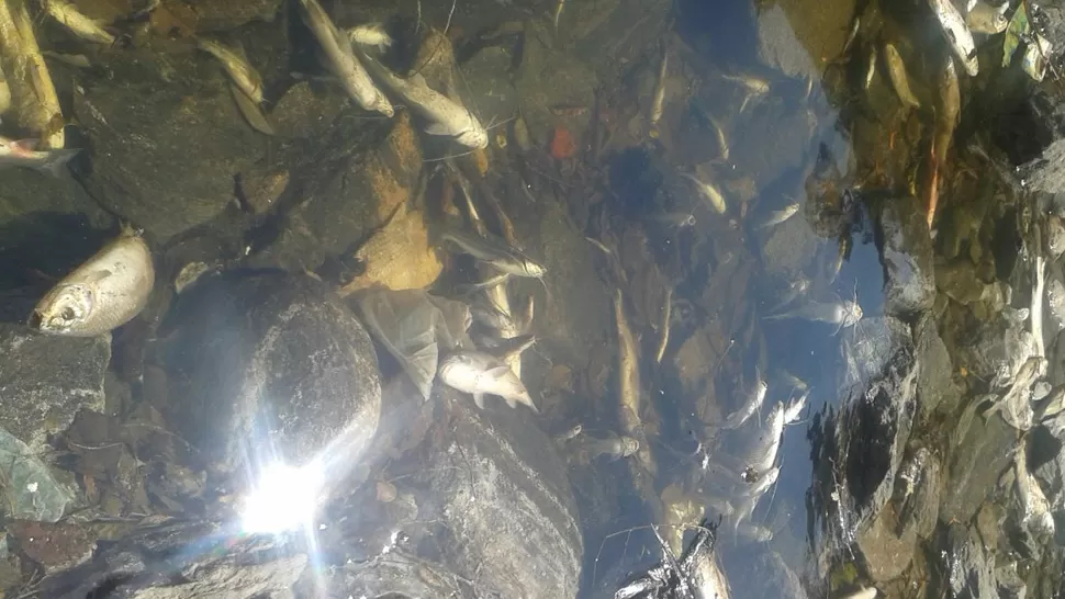 DIQUE DEL 25. Peces muertos por falta de oxígeno. FOTO ENVIADA A LA GACETA POR MARTÍN BURGOS.