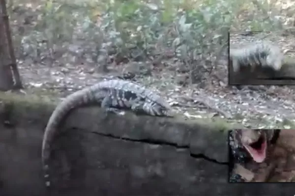 Video: un largarto lo atacó en las sendas de Horco Molle