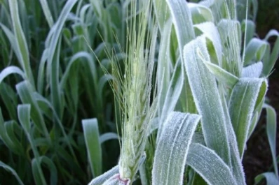Evalúan el impacto de las heladas en el trigo