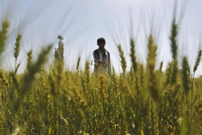 Según la zona, la humedad el suelo al arranque fue variable