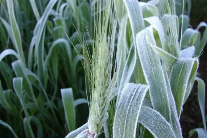 CONSECUENCIAS. ‘En los campos donde se asentó la helada produjo daños en los trigos que estaban en floración o en llenado de granos.  