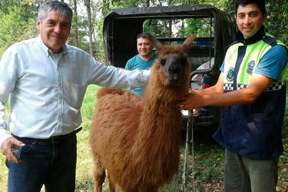 Allanaron una casa por homicidio y encontraron una llama