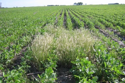 Antes de sembrar hay que estudiar las malezas