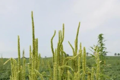Simposio “Manejo de atacos y gramíneas resistentes a herbicidas”