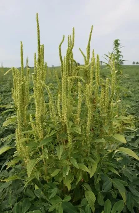 RESISTENCIA. El Amaranthus Palmeri es un enemigo muy invasivo.  