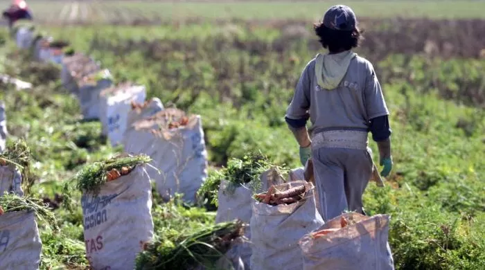 COMBATE. Trabajan unidos para derrotar al flagelo del trabajo infantil.  