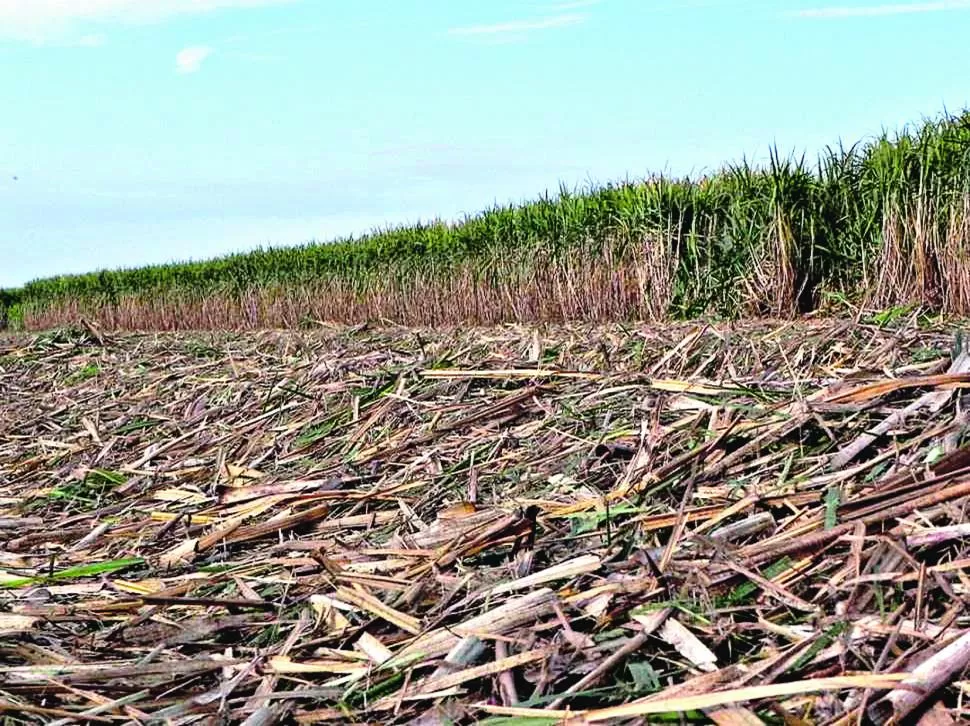 EL ESTUDIO. Evaluaron el manejo del cañaveral cosechado en verde (sin quema), donde se analiza cuánto residuo quedó en el campo y sus características. 