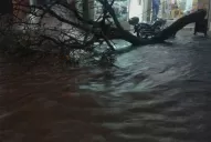 Santiago del Estero: el temporal derribó árboles y causó voladura de techos