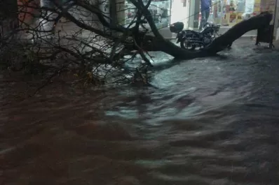Santiago del Estero: el temporal derribó árboles y causó voladura de techos