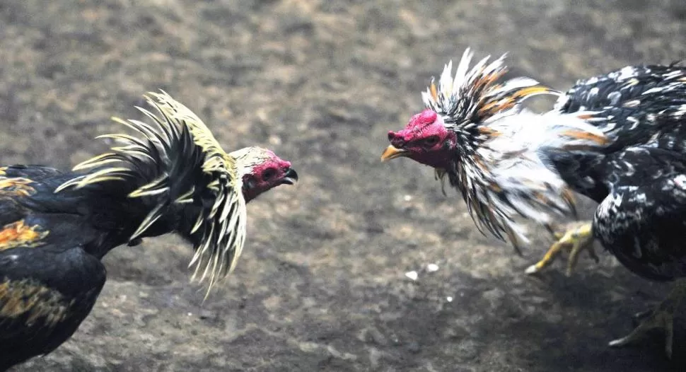 DOS COMBATIENTES EN EL BRETE. Las riñas de gallos son legales en el territorio provincial, pero una ley nacional sanciona a quienes las propicien. crhoy.com