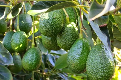 Las cargas fiscales y previsionales impiden competir exitosamente con la palta en el mundo