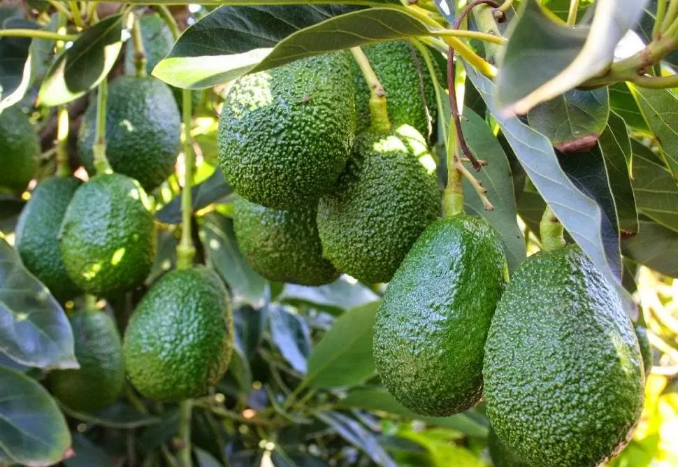 EXCELENCIA PROVINCIAL. Las paltas tucumanas deleitan los paladares de consumidores de nuestro país y de otros mercados del mundo, con frutos de gran calidad y sanidad. 