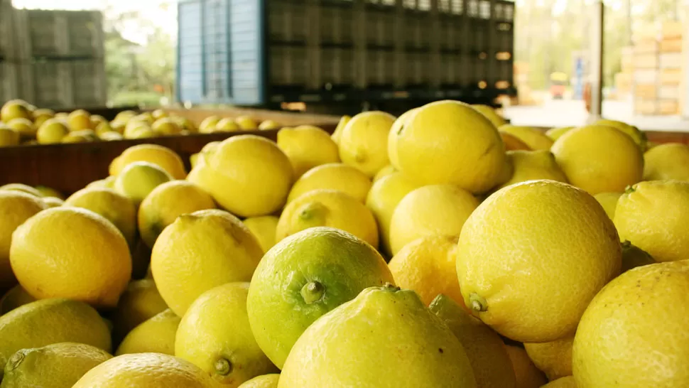 LIMONES. Se trata de una de las principales producciones tucumanas. ARCHIVO