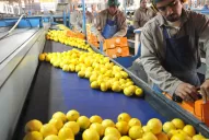 Los limones tucumanos volverán a las góndolas de los Estados Unidos