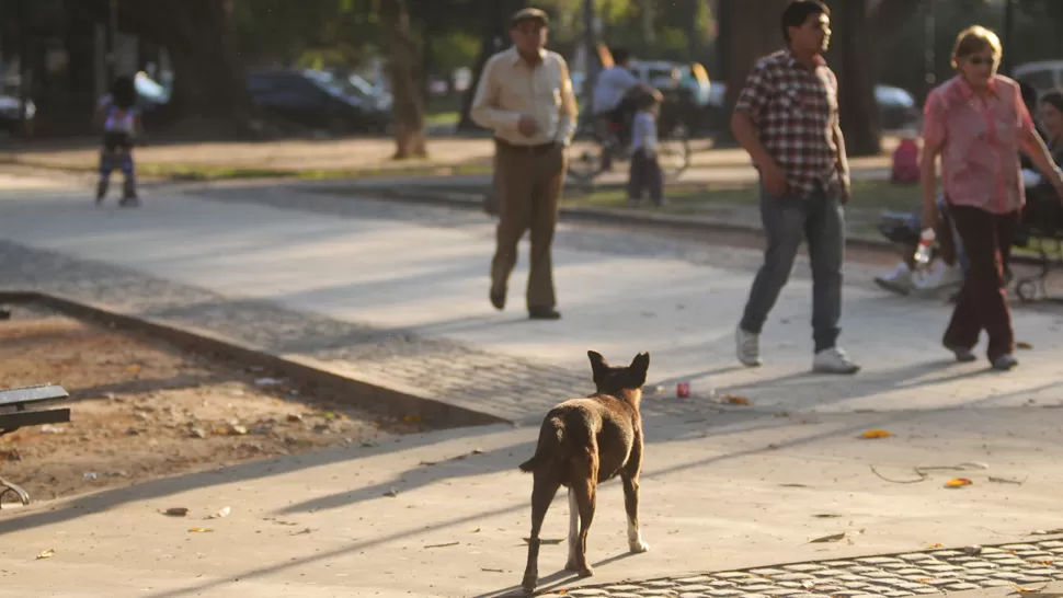 PERROS CALLEJEROS. Los animales sueltos de la plaza Urquiza generan miedo a los que transitan. LA GACETA/ INÉS QUINTEROS ORIO