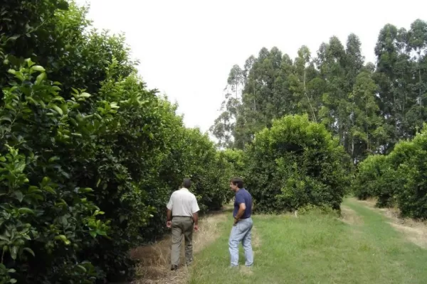 Se deben monitorear todas las quintas cítricas