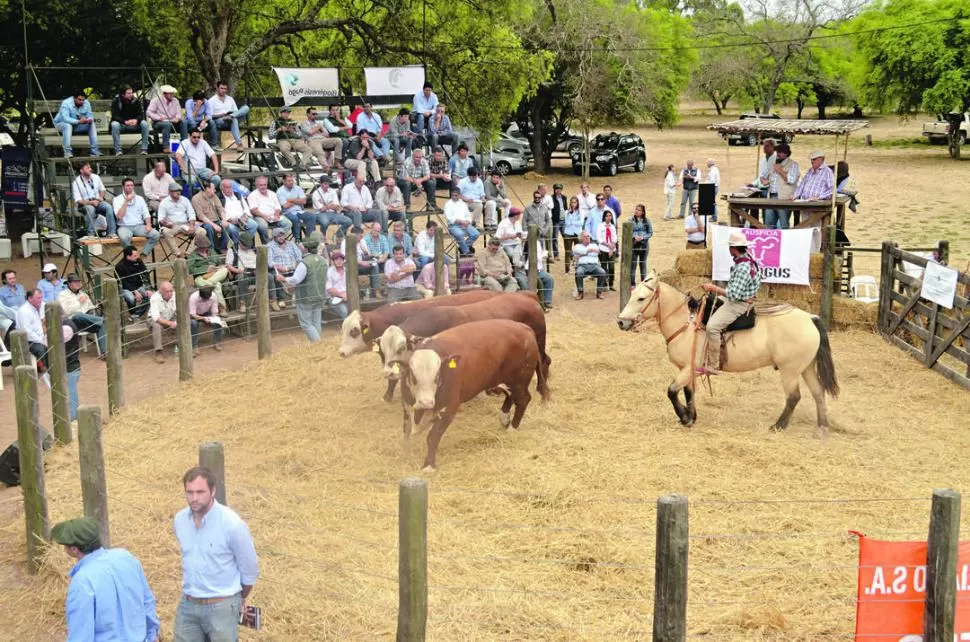 EN LA PISTA. Los ejemplares de raza Braford mostraron sus cualidades ante los especialistas, durante el remate conjunto que se hizo en El Tunal, Salta. FOTOS DE ESTANCIAS BELLAMAR S.A. 