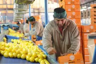 El ingreso del limón a México, entre los posibles convenios comerciales del Gobierno nacional