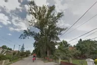 Así era el árbol que ocasionó la tragedia en Yerba Buena; estaba adentro de una casa