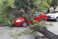 Un árbol cayó sobre un auto, en Lamadrid al 1.000