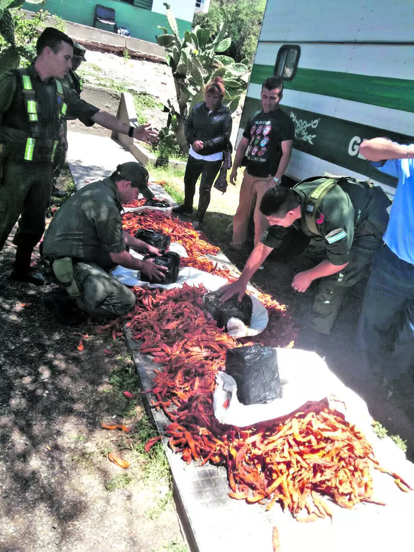 BIEN PICANTE. La “merca” estaba oculta con ajíes secos en bolsas. gendarmería de tucumán