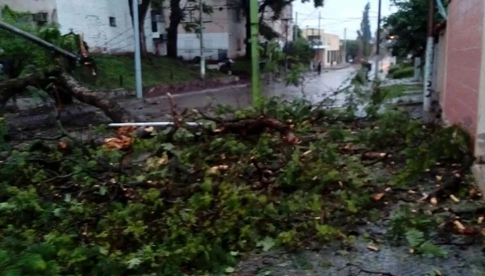 SIN SERVICIO. Árbol caído en la calle Muñecas al 2.000. FOTO ENVIADA A LA GACETA WHATSAPP