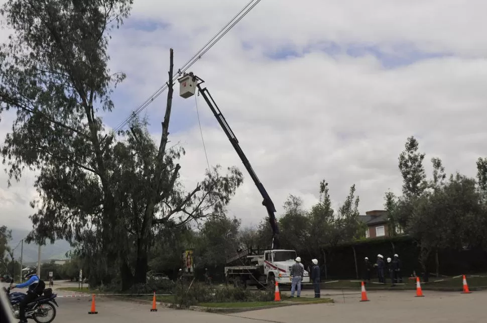 EN EQUIPO. La grúa de EDET asiste a los municipales que cortan por etapas los árboles que serán reemplazados. LA GACETA 7 FOTO DE OSVALDO RIPOLL.-