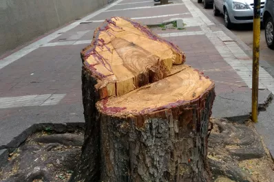 Luego de la tragedia de Yerba Buena, realizan podas masivas de árboles en la capital y se desata la polémica