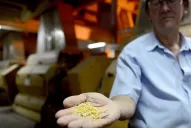 La industrialización de soja y girasol movió U$S 15.650 millones en el país