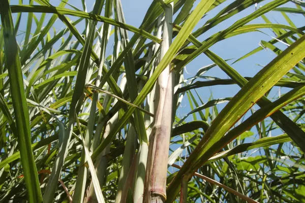 Tucumán será sede del Congreso Mundial de Azúcar: congregará a más de 2.000 técnicos de todo el mundo