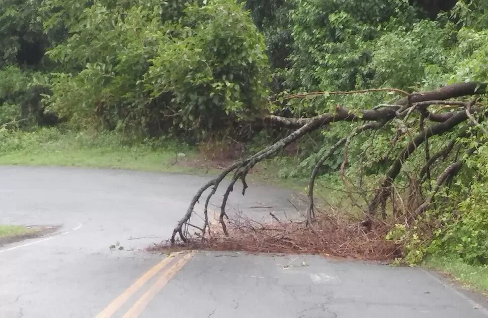 CAÍDO. El árbol interrumpe un carril en la ruta a El Cadillal. FOTO ENVIADA POR UN LECTOR A TRAVÉS DE WHATSAPP